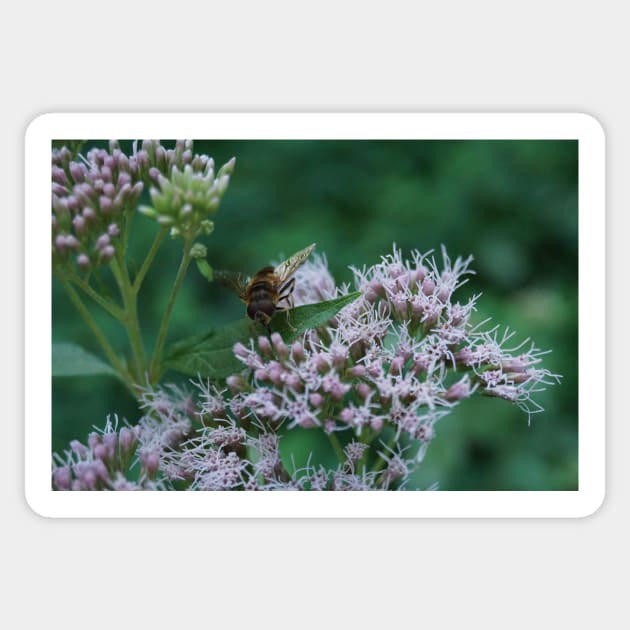 Bee On Water Hemp Sticker by Pirino